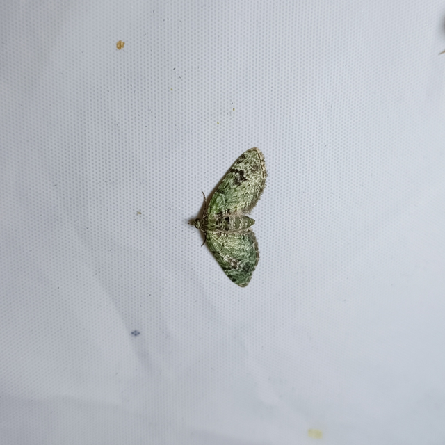 Chloroclystis v-ata - zöldes törpearaszoló