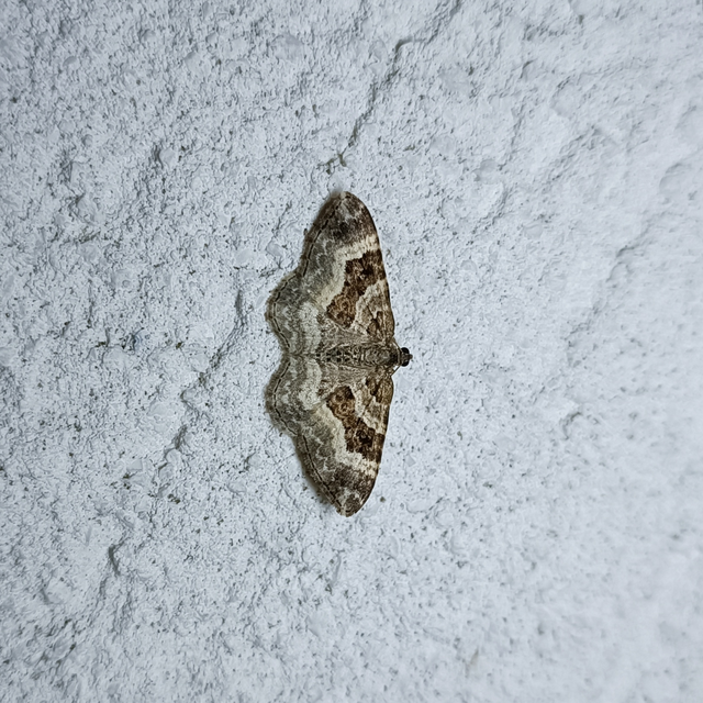 Epirrhoe alternata - galaj-tarkaaraszoló