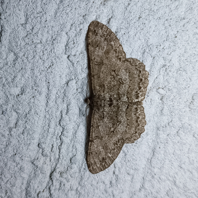 Hypomecis punctinalis - pettyes faaraszoló