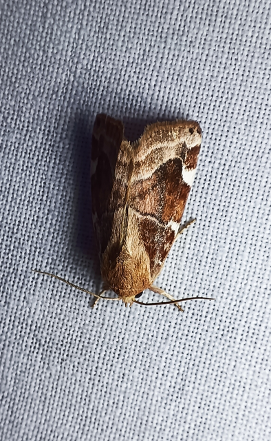 Cosmia diffinis - szilfa-lombbagoly