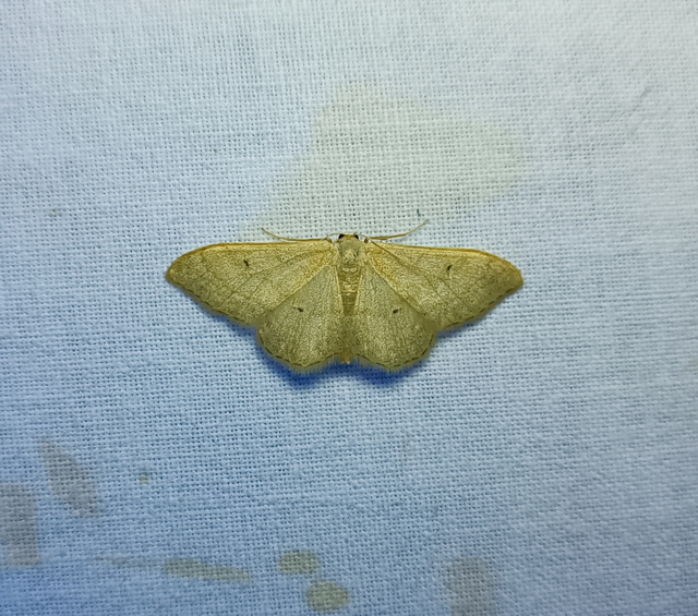 Idaea straminata - szalmasárga sávosaraszoló
