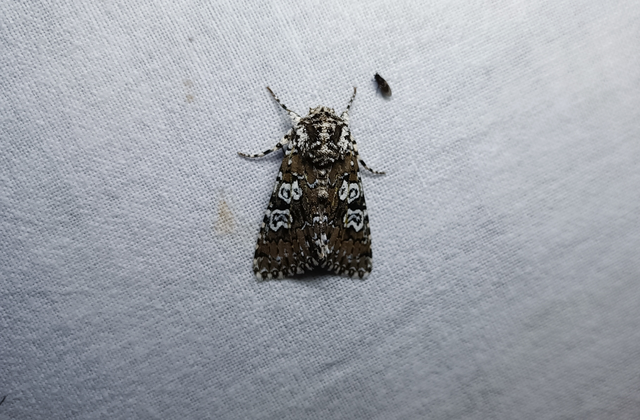 Lamprosticta culta - hármasfoltú bagoly