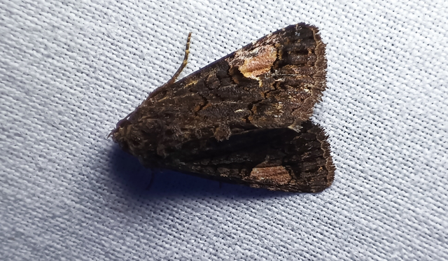 Aedia funesta - folyófűbagoly