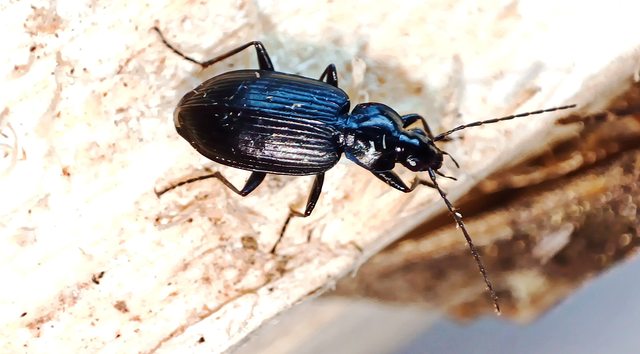 Agonum lugens - mocsári kisfutó Agonum lugens - mocsári kisfutó