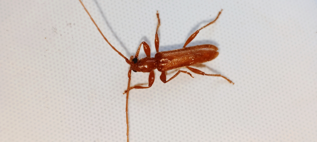 Axinopalpis gracilis - kecses selymescincér