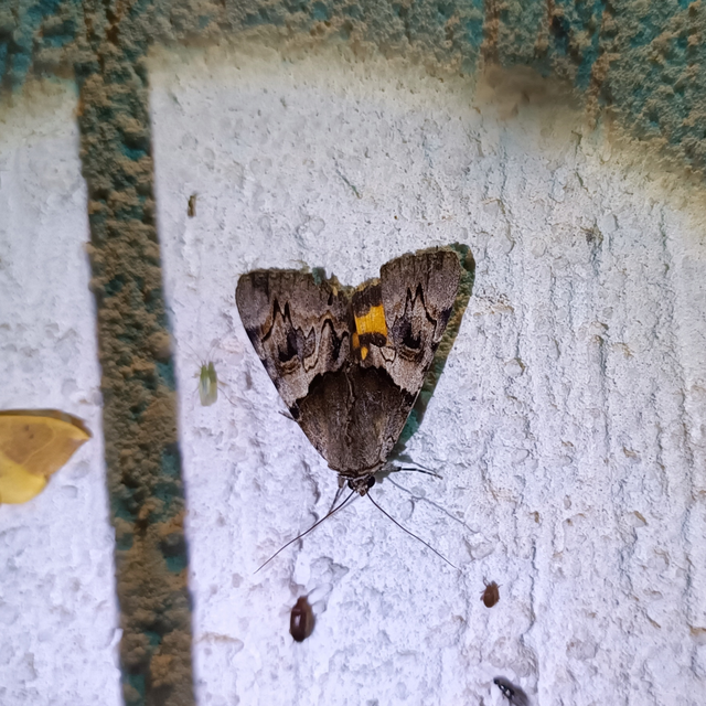 Catocala fulminea - galagonya-övesbagoly