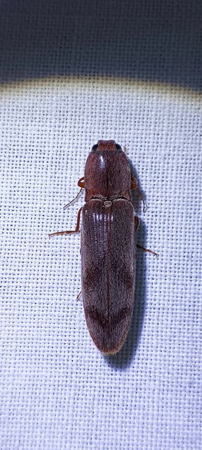 Stenagostus rhombeus - rombusznyakú pattanó