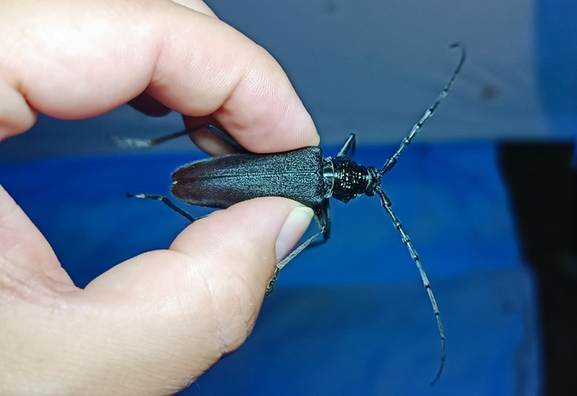 Cerambyx cerdo - nagy hőscincér