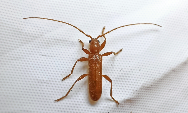 Axinopalpis gracilis - kecses selymescincér
