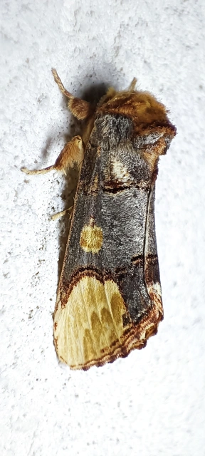 Phalera bucephaloides - magyar púposszövő