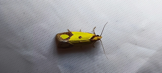 Agapeta zoegana - barnacsíkos sárgamoly