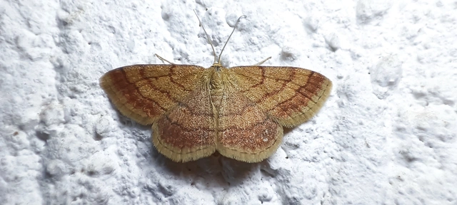 Scopula rubiginata - réti pirosaraszoló