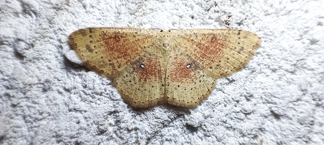 Cyclophora porata - körös pettyesaraszoló