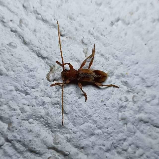 Trichoferus pallidus - sápadt éjicincér