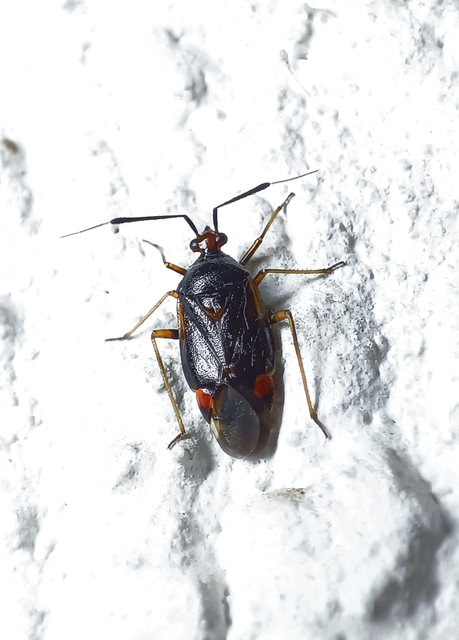Deraeocoris ruber - vöröses mezeipoloska