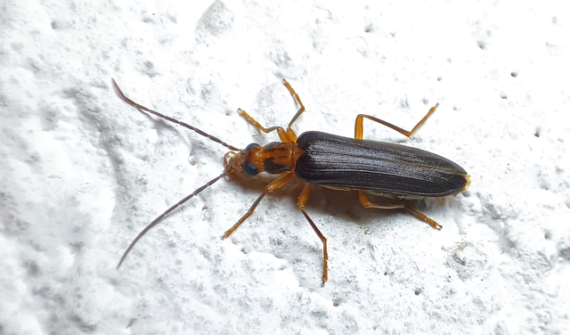 Nacerdes carniolica - karnóliai álcincér