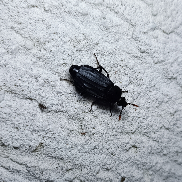 Necrodes littoralis - nagy dögbogár