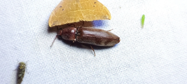 Stenagostus rhombeus - rombusznyakú pattanó