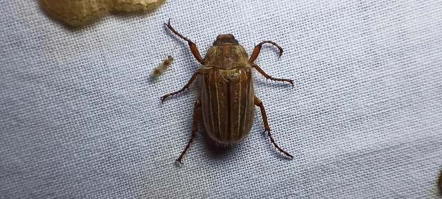 Amphimallon solstitiale - bordás sárgacserebogár