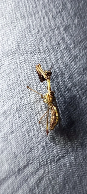 Mantispa styriaca - kétszínű fogólábú-fátyolka