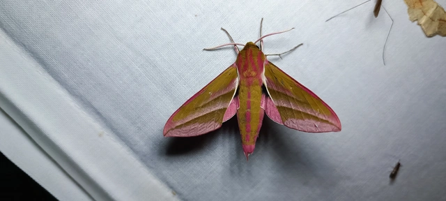 Deilephila elpenor - szőlőszender