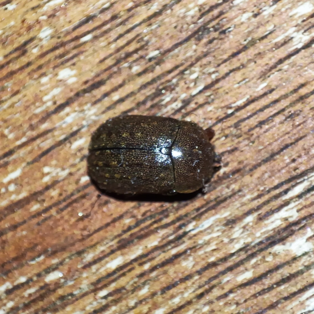 Aesalus scarabaeoides - szőrös szarvasbogár