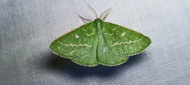 Thetidia smaragdaria - smaragd-zöldaraszoló