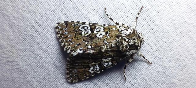 Lamprosticta culta - hármasfoltú bagoly
