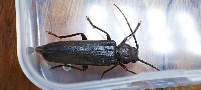 Arhopalus rusticus - gödrösnyakú cincér