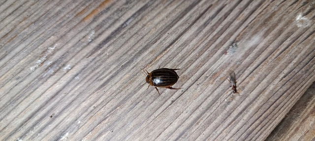Hydaticus grammicus - déli mocsáricsíkbogár