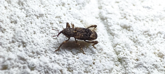 Camptorhinus simplex - sima holttettetős-ormányos