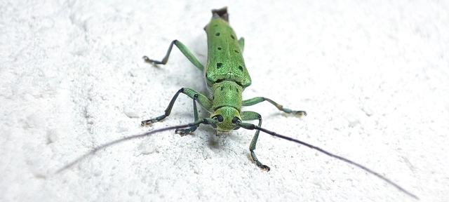 Saperda octopunctata - nyolcpontos cincér