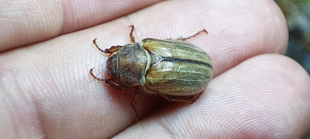 Amphimallon solstitiale - bordás sárgacserebogár