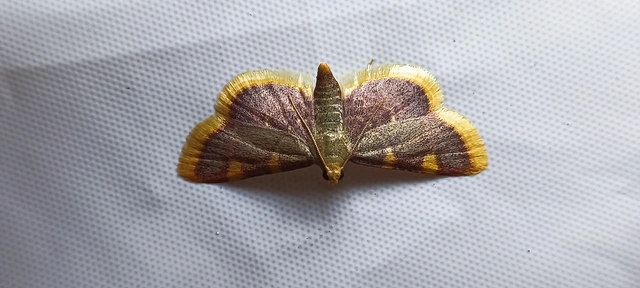 Hypsopygia costalis - szénailonca