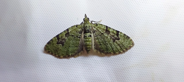 Chloroclystis v-ata - zöldes törpearaszoló