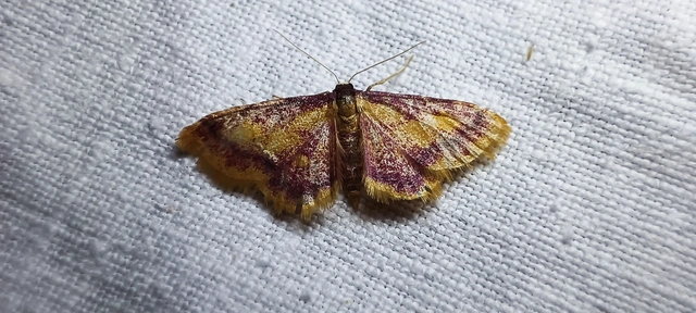 Idaea muricata - mocsári pirosaraszoló