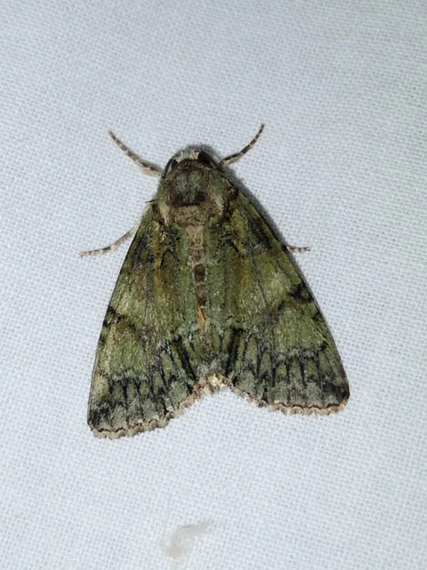 Polyphaenis sericata - selyemfényű erdeibagoly
