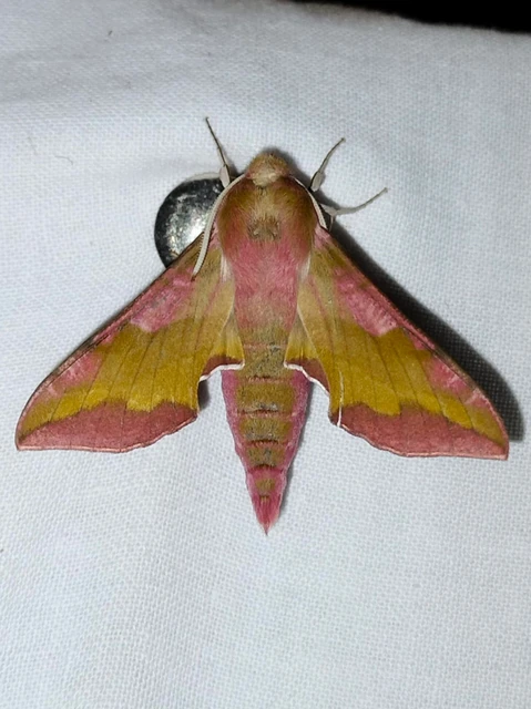 Deilephila porcellus - piros szender