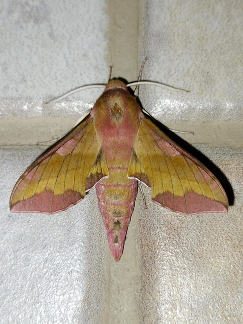 Deilephila porcellus - piros szender