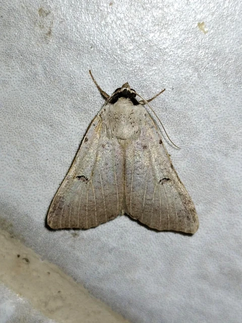 Lygephila craccae - gyakori csüdfűbagoly