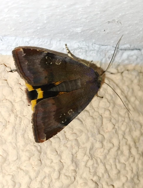 Noctua janthe/janthina