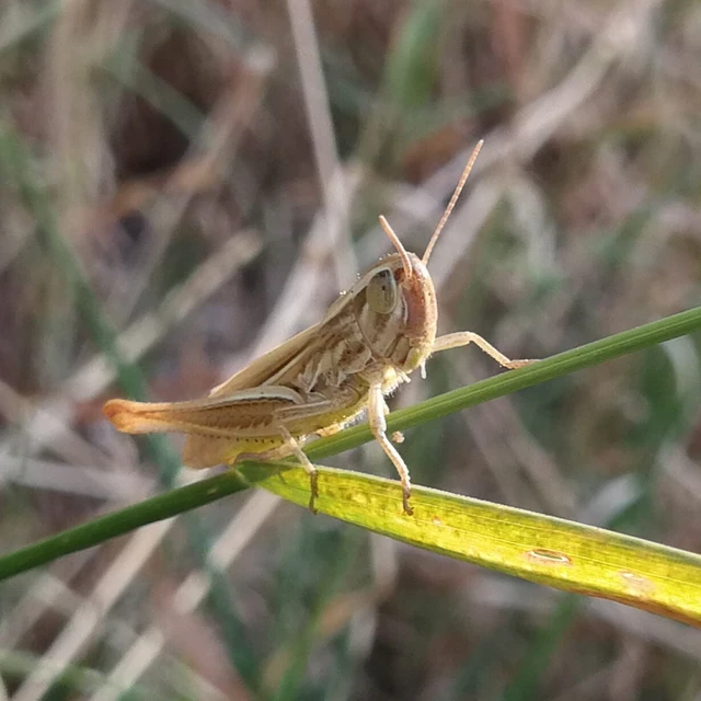 Euchorthippus declivus - rövidszárnyú rétisáska