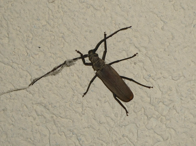 Aegosoma scabricorne - diófacincér