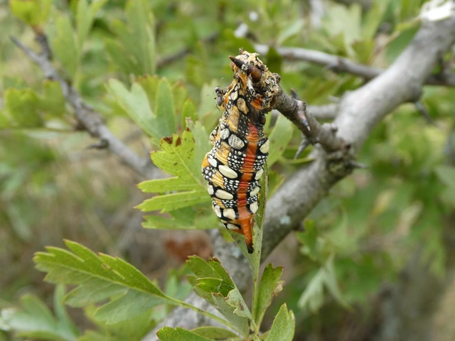 Hyles euphorbiae - kutyatejszender