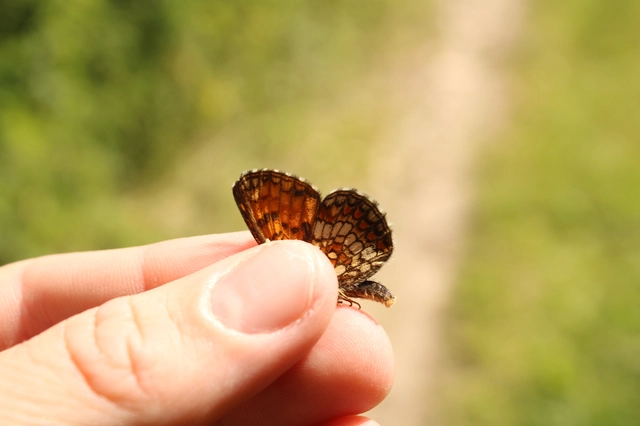 Melitaea athalia - közönséges tarkalepke