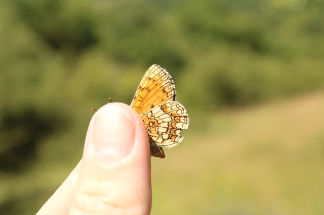 Melitaea athalia - közönséges tarkalepke