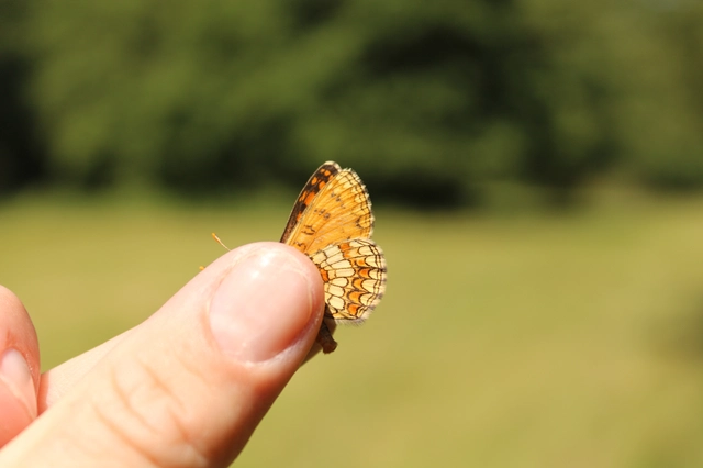 Melitaea athalia - közönséges tarkalepke
