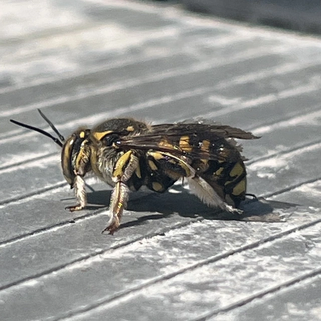 Anthidium