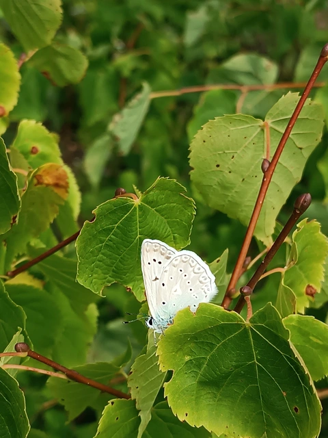 Polyommatus daphnis - csipkés boglárka