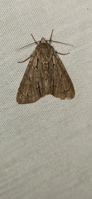 Acronicta cuspis/tridens/psi
